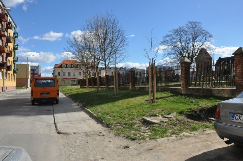 W Prabutach znów zazieleni się wiele ulic. W kilku punktach miasta posadzono prawie 50 drzew [ZDJĘCIA]