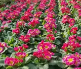 Cudne kwiaty na parapet lub do ogrodu! U „Przybylskich” w Serbach zakwitła prawdziwa, kolorowa wiosna! Podajemy ceny kwiatów 