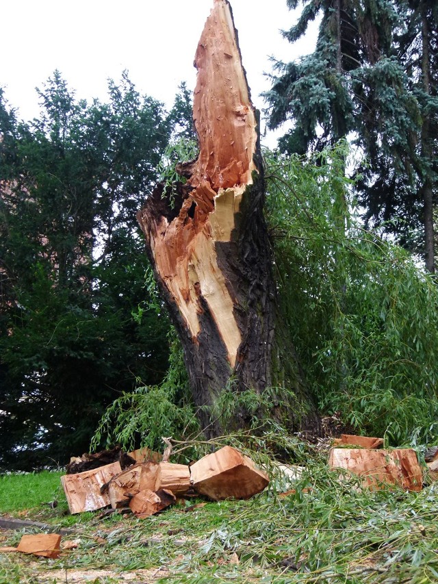 Połamane drzewa na skwerku przy Piotrkowskiej