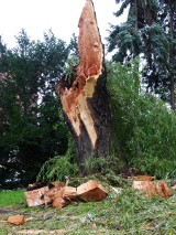 Burza w Łodzi a spór o drzewa. Natura po stronie dewelopera [ZDJĘCIA]