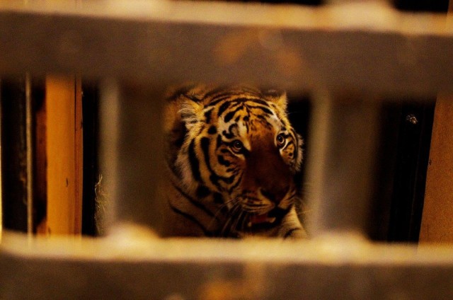 Zamość: Jest nowy mieszkaniec w zoo. To 2-letni tygrys amurski Makar