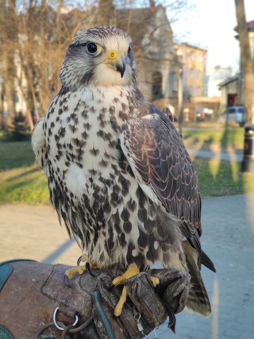 Meja, Atom i Nadia, trzy rarogi stepowe, patrolują parkowe...