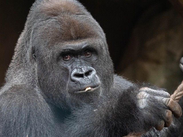 Do gatunków będących na wyginięciu, które są w grupie największego ryzyka zakażenia koronawirusem, należy zachodni goryl nizinny