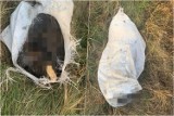 Szok! W Kijowicach znaleziono w zawiniętym worku martwego psa