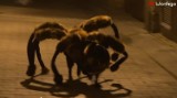 YouTube Rewind 2014: Pies-pająk Wardęgi najlepszy na świecie [wideo]