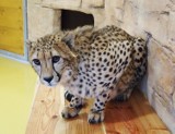 Śląski Ogród Zoologiczny ma nowych mieszkańców! To Ignis i Maji - dwa piękne gepardy