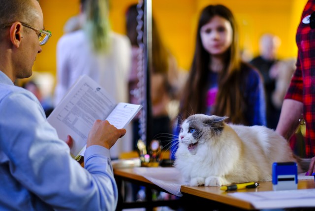 W Toruniu trwa międzynarodowa wystawa kotów rasowych. Hodowcy ze swoimi pupilami zainstalowali się w SP nr 16. przy ulicy Dziewulskiego. Na żywo kociaki można oglądać do jutra. To doskonała okazja dla wszystkich miłośników kotów, a także osób, które planują adoptować konkretną rasę, by dowiedzieć się o niej więcej bezpośrednio od hodowcy.
Zobaczcie, jak było tam dziś!