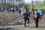 5500 drzewek posadzonych podczas akcji "Lasy Pełne Energii" w lokalizacji Kompleksu Bełchatów, ZDJĘCIA
