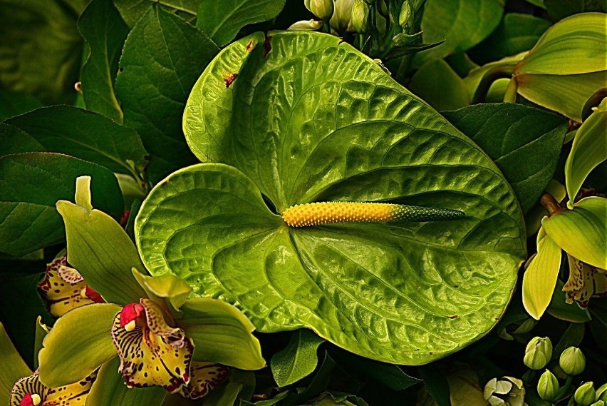 Anturium to zachwycająca roślina – ma intensywne barwy i...