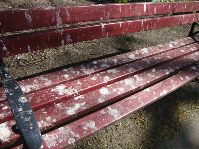 Kiedyś magistrat walczył z gołębiami, teraz problemem są gawrony, których odchody brudzą ławki w odnowionym parku ks. Poniatowskiego