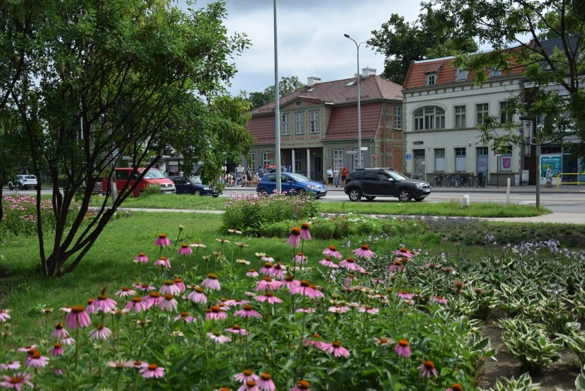 Miejskie rabaty w Pruszczu. Kolorowe kwiaty przyciągają motyle i inne owady. Zobaczcie zdjęcia!