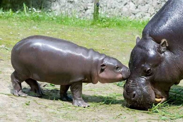Hipopotamy będą wkrótce miały do dyspozycji basen wewnętrzny w pawilonie i zewnętrzny - na wybiegu.