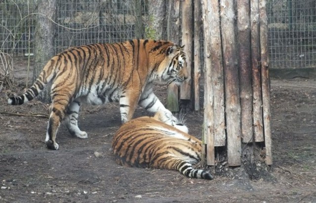 Zima uśpiła poznańskie Nowe Zoo na dobre. Zdecydowanie mniej ...