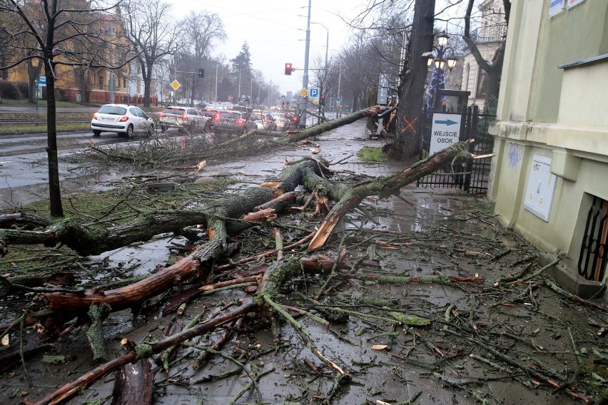 Powalone drzewa w mieście po wichurze 17.01.2022