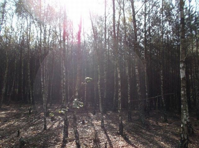 Nadleśnictwo Konin - zakaz wstępu do lasu