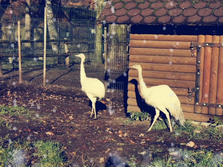 Nowe zwierzaki w nowotomyskim ogrodzie zoologicznym!