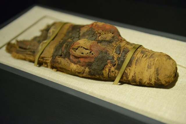 Galeria Sztuki Starożytnej w Muzeum Narodowym w Poznaniu.

Mumia głowy krokodyla - Egipt, Okres Późny,  VIII-IV w. p.n.e.
