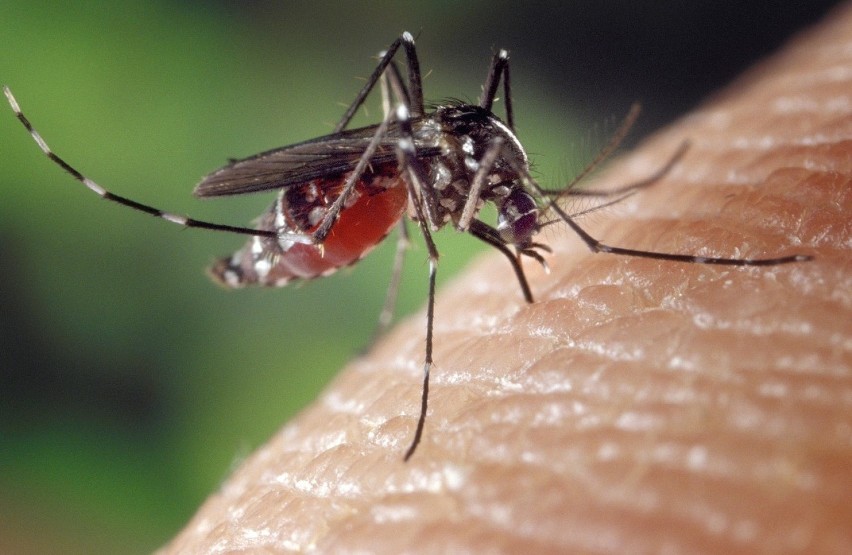 Samica komara dzięki białku z pobieranej krwi mogą wytworzyć...
