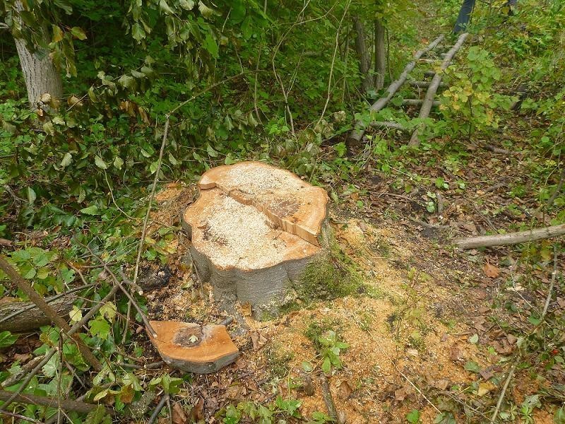 Policja Kwidzyn: Trzech mężczyzn nielegalnie wycięło 13 drzew [ZDJĘCIA]