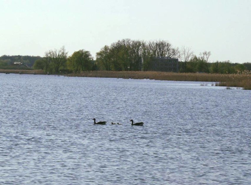 Zbąszyń: Natura jest darem ... Jezioro, rzeka, park, ptaki ....  [Zdjęcia]                                                 