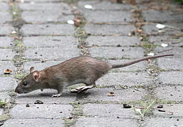 Szczury w Łodzi