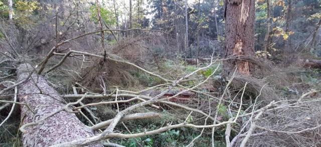 Od lat trwa spór o ochronę Puszczy Białowieskiej, Zintegrowany Plan Zarządzania dla Obiektu Światowego Dziedzictwa Puszcza Białowieska ma położyć kres tym kłótniom. Czy tak się stanie?