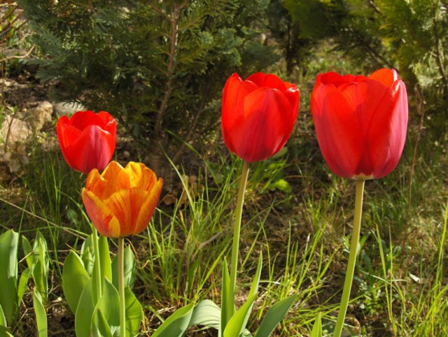 Tulipany rosnące parami.