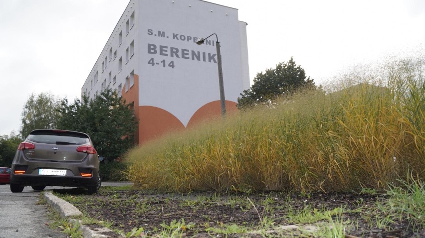 ZDM Gliwice sadzi, kierowcy rozjeżdżają. Zdewastowany kołami aut zieleniec na Koperniku czekają zmiany