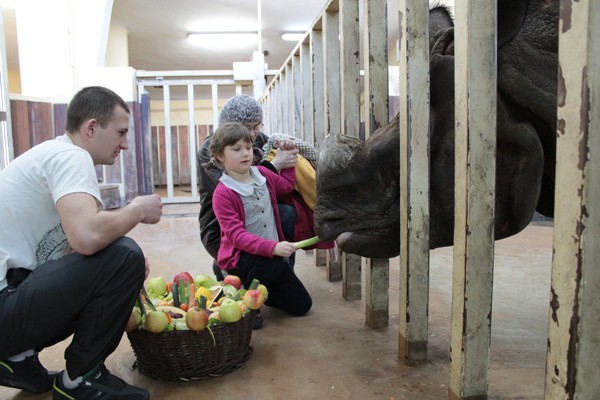 Nosorożec Kuba ma już 8 lat. Zobacz, jak świętował swoje urodziny (ZDJĘCIA)
