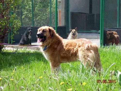 Schronisko w Jastrzębiu-Zdroju: Psy do adopcji ZDJĘCIA