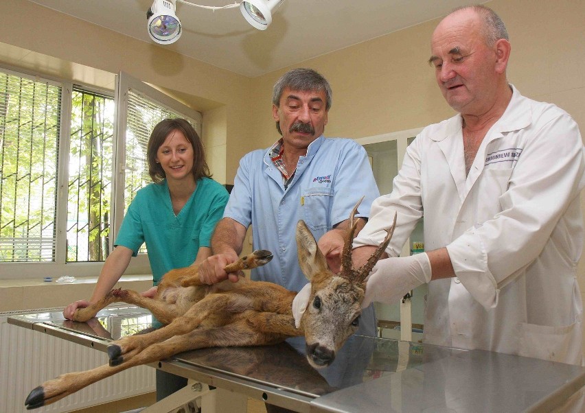 Ranne zwierzę trafiło do lecznicy weterynaryjnej Zbigniewa...