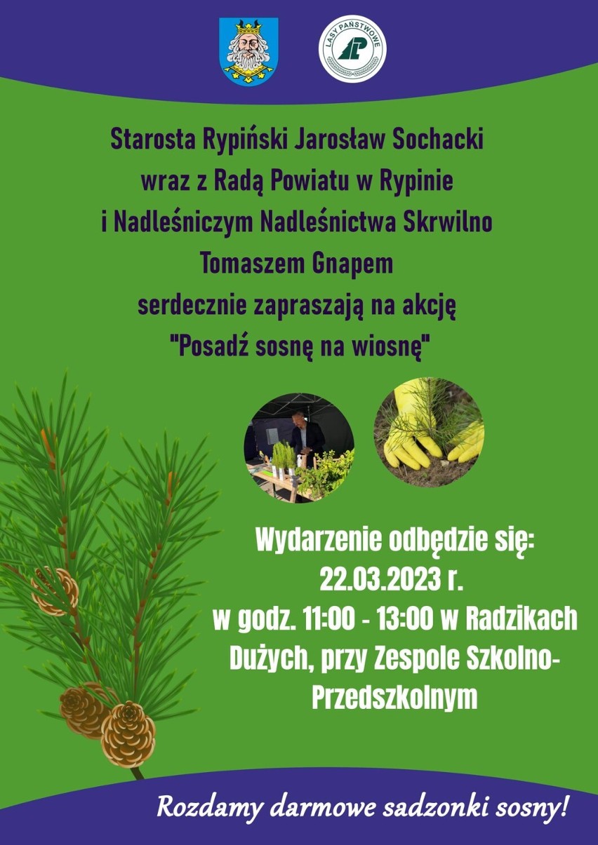 W Rypinie i powiecie startuje akcja "Posadź sosnę na wiosnę 2023". W tych miejscach za darmo odbierzesz sadzonkę