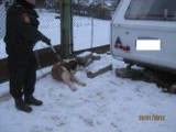 Ranny pies w Białymstoku szukał pomocy