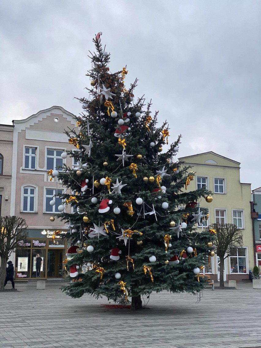 Krzywa choinka na Starym Rynku w Pucku