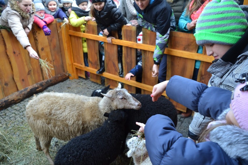 Żywe owieczki w pleszewskiej szopce