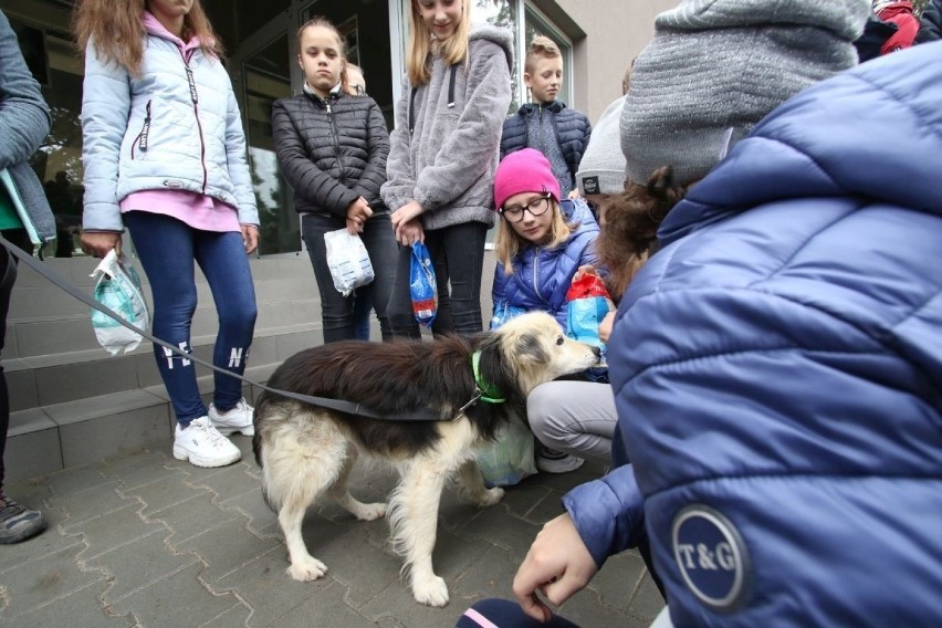 Bezdomne zwierzęta mają w Kielcach nowoczesne schronisko [ZDJĘCIA, WIDEO]