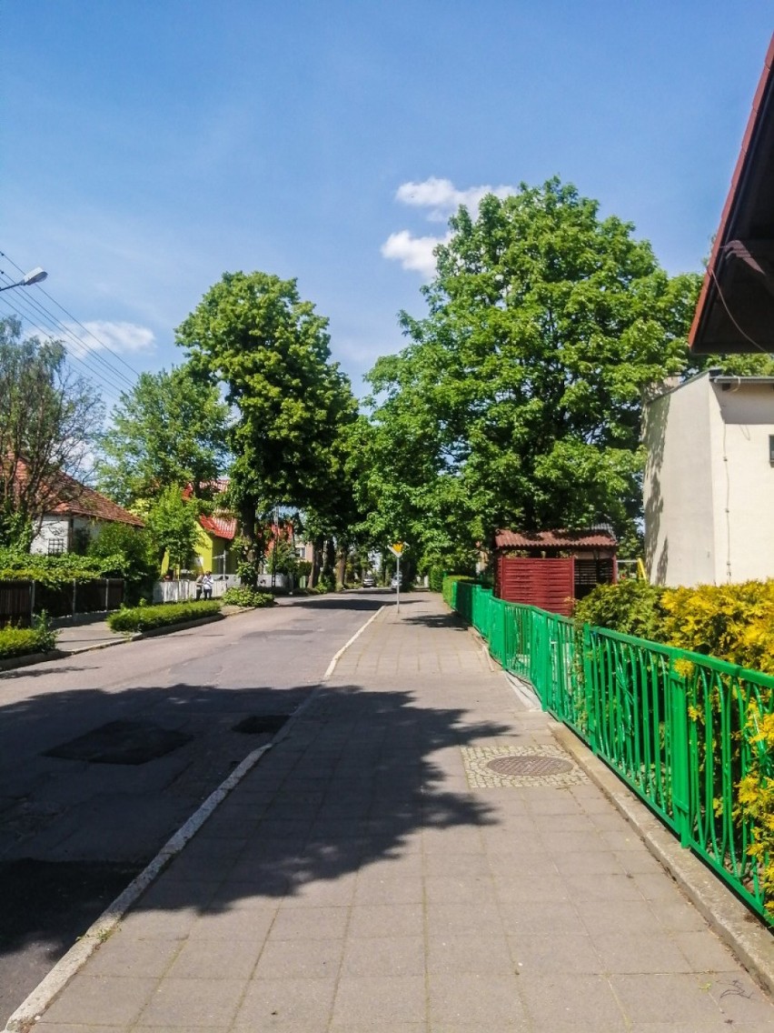 Szamotuły. Czy 100-letnie lipy na ulicy Wiosny Ludów czeka wycinka? Sprawa nie została jeszcze przesądzona [ZDJĘCIA]