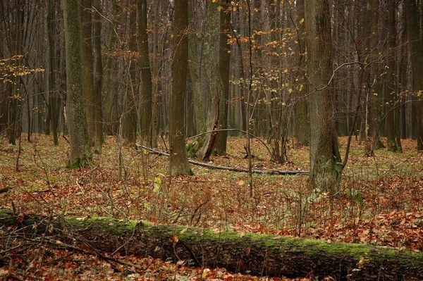 materiał ze strony Ośrodka Edukacji Ekologicznej LASY JANOWSKIE