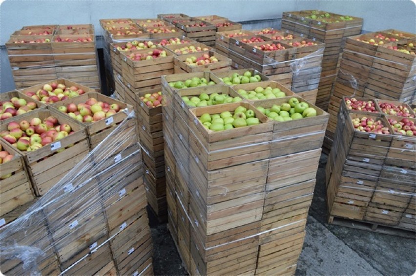 Chybie: Dzieciaki dostały po 22 kilogramy jabłek. Za darmo