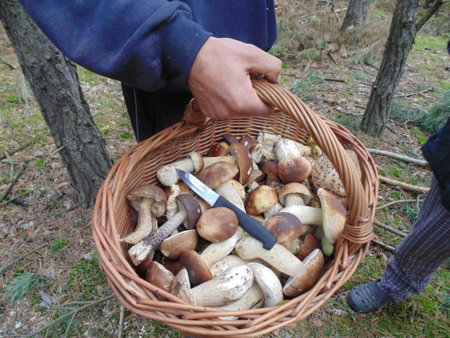 Pan Tomek z Chodla i jego pełny kosz grzybów.