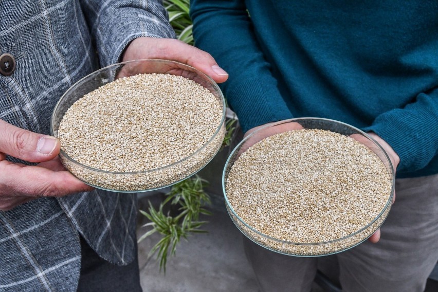 Quinoa, czyli komosa ryżowa zaliczana jest do żywności o...