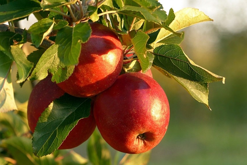 Niektóre drzewa, w szczególności jabłonie, często owocują co...