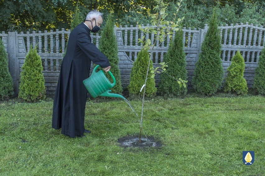 Zasadzono kolejne drzewka przy DPS w Pelplinie 
