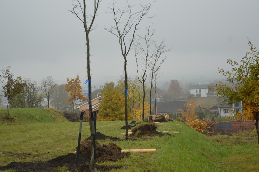 Kwidzyn: Platforma Obywatelska będzie sadzić drzewa. Startuje akcja #DrzewoPlus
