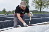 Nowy Tomyśl. Rozpoczął się sezon na szparagi. Pan Grzegorz z Borui Kościelnej opowiedział nam o ich uprawie