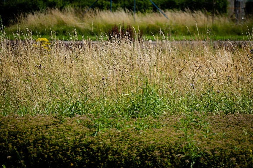 Wałbrzych: Niekoszone trawniki jako kwietne łąki. Ekologicznie, ale czy estetycznie?