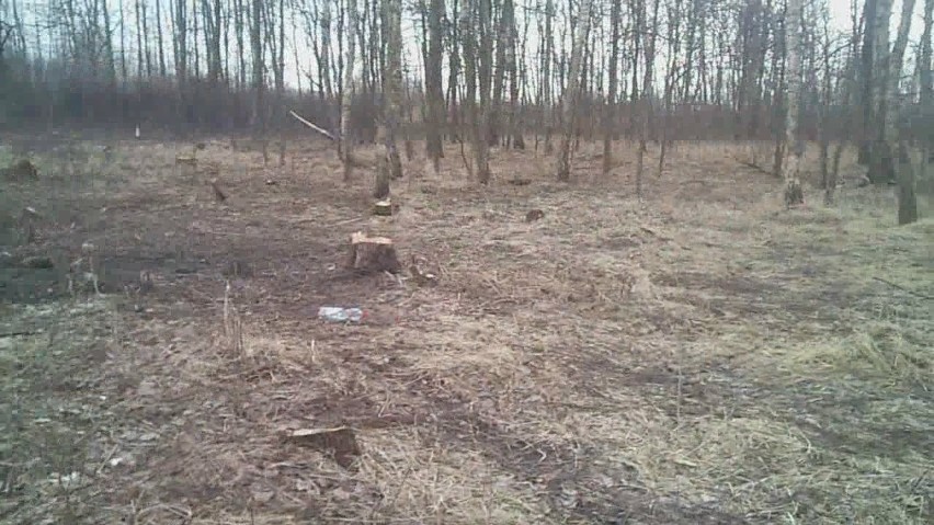 Gm. Nowy Staw: W Półmieściu zniknęły drzewa. Policja, prokuratura i urzędnicy szukają sprawców