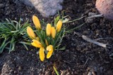 Pierwsze oznaki wiosny w Elblągu. Kwitną bazie, przebiśniegi i krokusy! [zdjęcia]