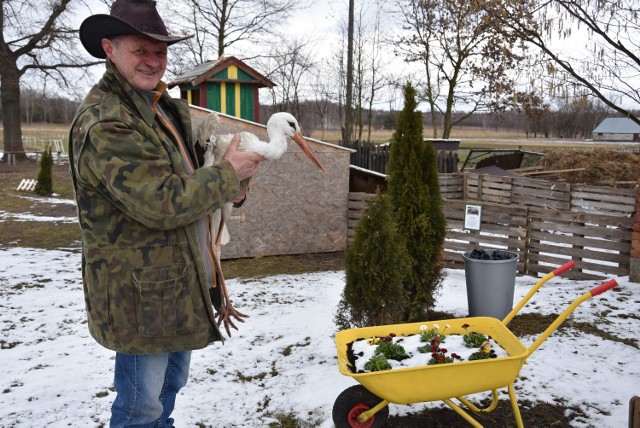 Bocian Kajtek szybko zaaklimatyzował się w gospodarstwie pan Krzysztofa pod Tarnowem, który dba o to by ptakowi niczego nie brakowało