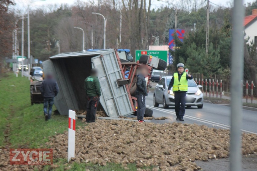 KROTOSZYN: Ciągnik wiozący buraki cukrowe przewrócił się. Droga krajowa nr 36 zablokowana [ZDJĘCIA]                   